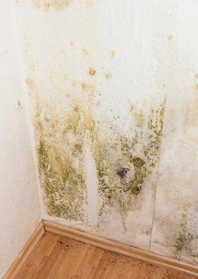 Mold Damage Restoration