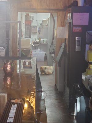 Can you have a dog in a food prep area? IDK.