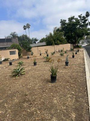 Another view of plants where each one is going