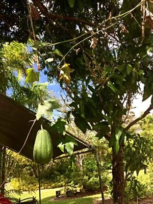 Squash Climbing the Mango Tree!