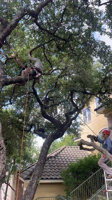 Nunez Tree Service