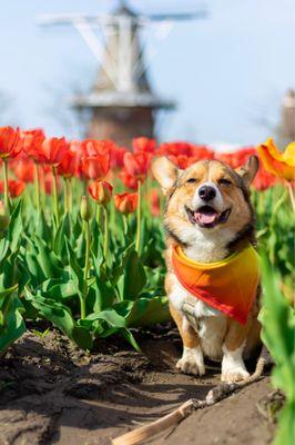 My dog at Windmill Island Gardens!