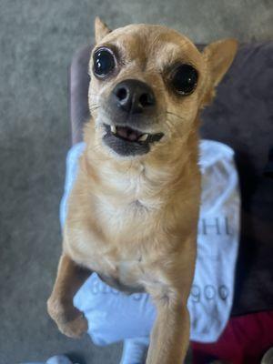 Cinnamin- 10yr old chihuahua