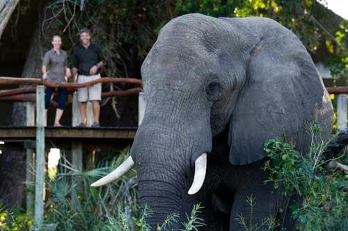 Jao Camp, Wilderness Safaris, Botswana