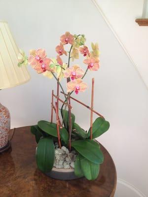 Orchid arrangement incorporating orchids I already owned. Love.