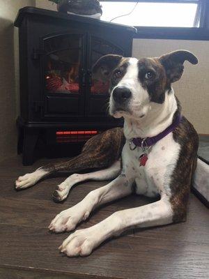 Lucca after her bath with Brenda at RDR Kennels.