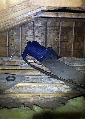 Setting up traps for mice in an attic and closing up all the entry points to prevent them from coming back in.