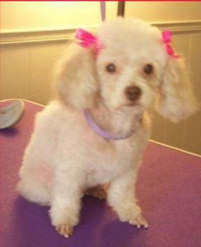 A cute Toy Poodle trimmed by Amber