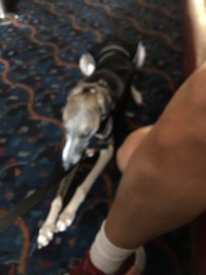 Service Dog that was kicked out for greeting with a handshake to Manager & used that against us.