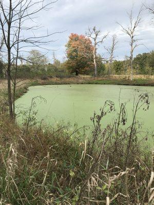 There are a few algae ponds along the first half of the trail