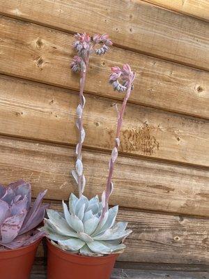 Pastel Succulent