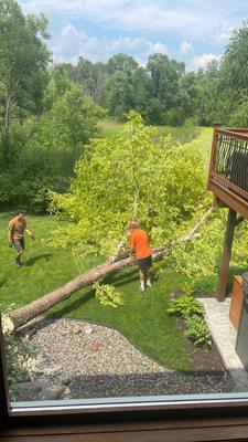 Very skilled at avoiding any damage to our property. (Large tree between fence and deck).