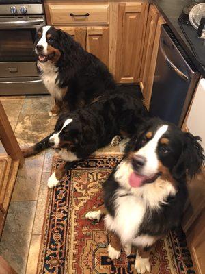 Family of Bernese Mountain Dog.
Otis, Yogi and Mila!