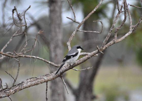 Butcherbird, loggerhead shrike