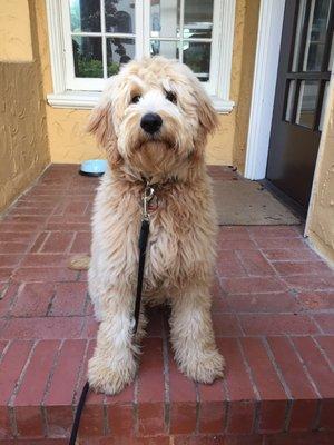 My 6 mos. goldendoodle had his first haircut today at beauty & the beasts. Great experience.