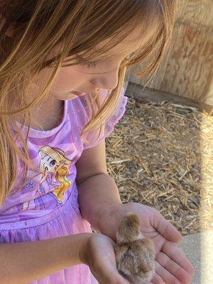 Holding a baby chick while learning how to be gentle and nurturing