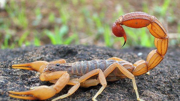 Arizona's Best Weed and Pest