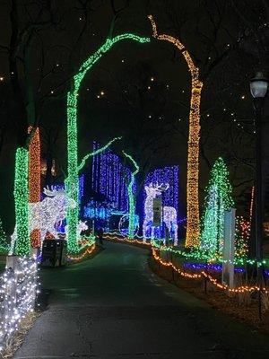 Zoo lights!