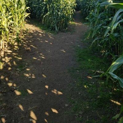 Corn maze has a lot of turns. Follow the map! It really helps.