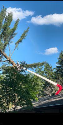 Cutting down a huge pine tree