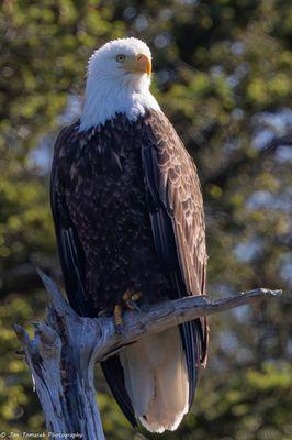 Bald Eagle on May 11 boat trip ANACORTES BIRDING CRUISE TO
 VENDOVI ISLAND PRESERVE