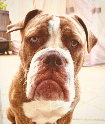 Yasauke - Olde English Bulldogge