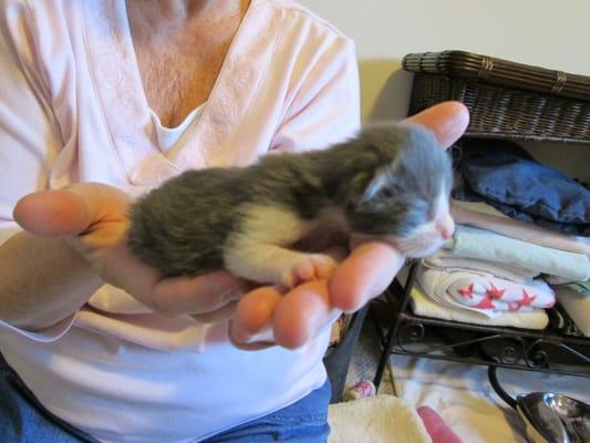 Newborn kitten with foster mom