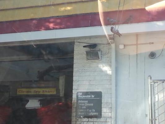 Bird shitting on your car during a car wash