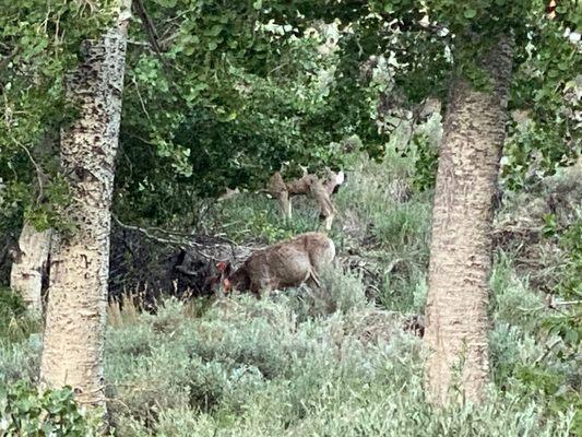 Deer up the hill from our site (26)