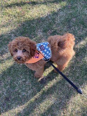 Sookie after her first intro grooming session.