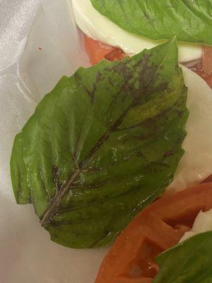 Brown basil on caprese salad