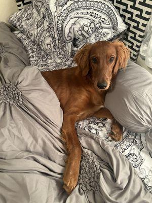 Ginger got her own bed. She is already used to being spoiled like my other four babies.