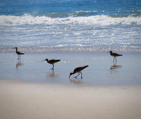 Whimbrels fishing for sand crabs!