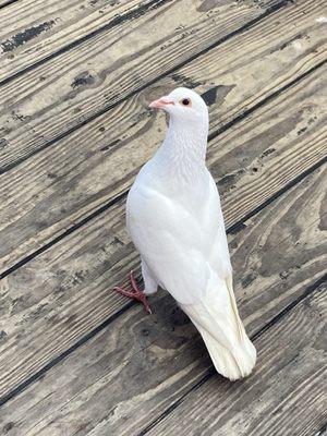 Mike the albino pigeon!