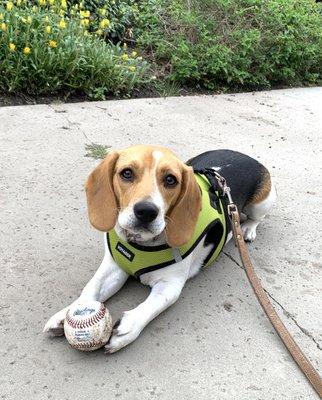 Cathy can sniff out a baseball from ANYWHERE!