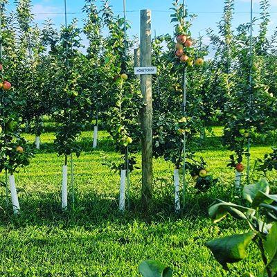 Pick Your Own Apple Orchard