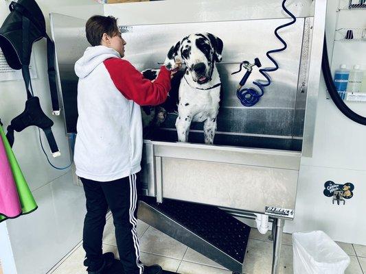 Dog washing station