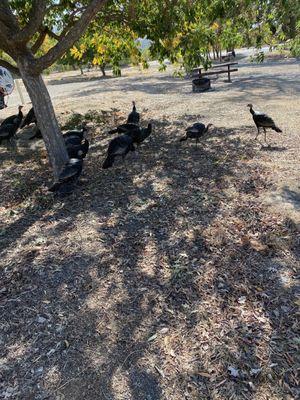 Wild turkeys