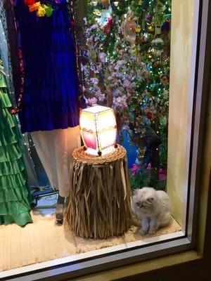 The owner's cat seems to hang out in the window display.