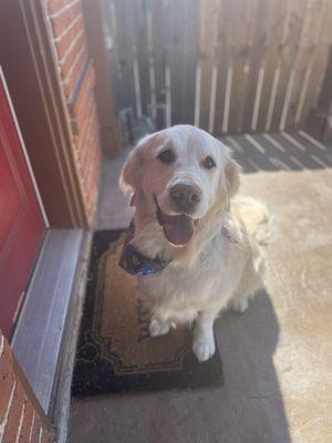 Golden retriever groom