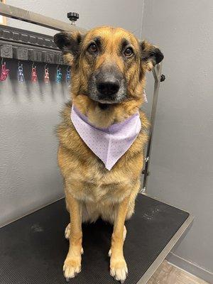 Dog wash (Bath), brushed, deshed and fur blow-out, ready for pick-up!  Love to our Arlington based dog groomer.