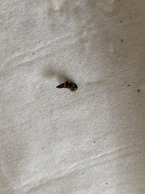 Bug on napkin