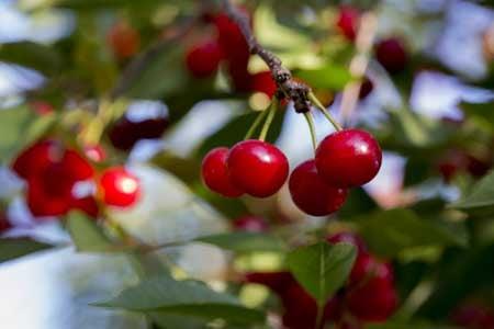 Montmorency tart cherries ripening on the tree