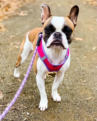 Violet the Frenchie loves her walks