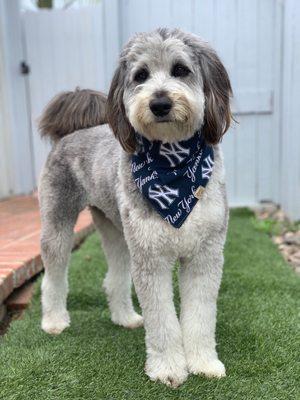 Sunny after his haircut by Hector at Zuri Pet Spa