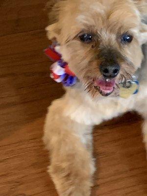 This is Teddy, after his perfect grooming was complete.