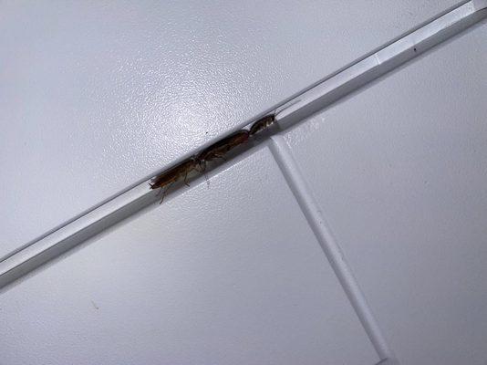 proof of the roaches that were in our apartment from the beginning.