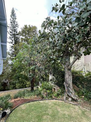 Autograph and shower trees