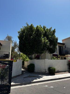 Ficus tree cleaned up trimmed and dead wood removed