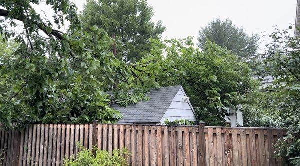 Fallen tree branch before removal